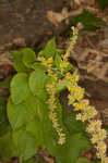 Autumn goldenrod 